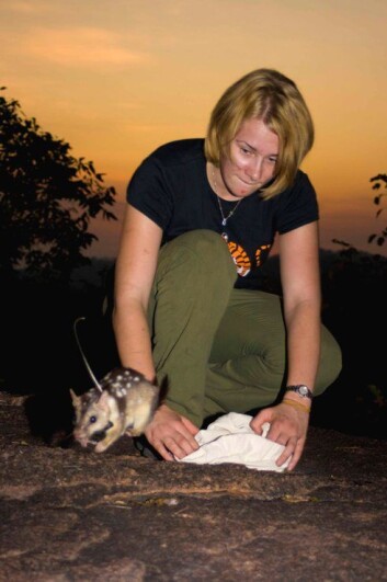 Ut i det fri og opplært å sky padder. Forsker Stephanie O'Donell slipper løs en pungmår i Mary River National Park i Australias Northern Territory. Ut i det fri og opplært å sky padder. Forsker Stephanie O'Donell slipper løs en pungmår i Mary River National Park i Australias Northern Territory.
