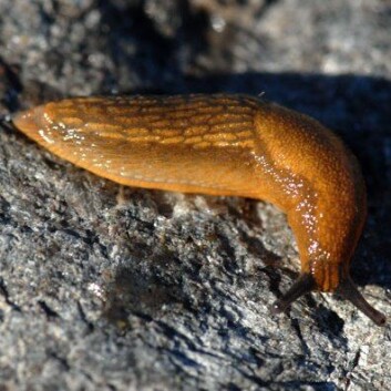 Ung iberiaskogsnegl i mai. (Foto: Arild Andersen/Bioforsk) Ung iberiaskogsnegl i mai. (Foto: Arild Andersen/Bioforsk)