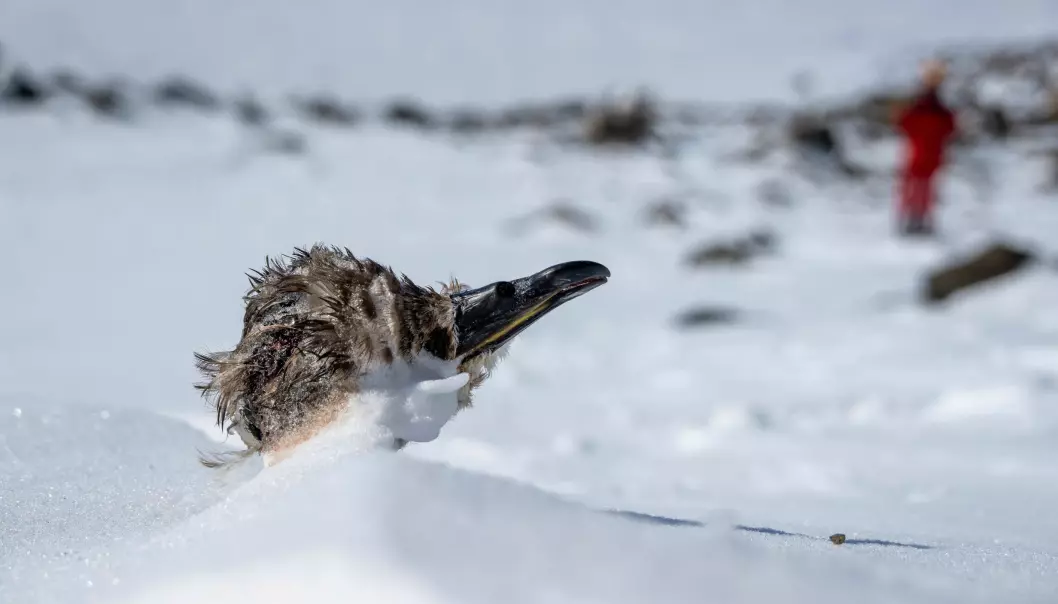 Dersom fuglene allerede er stressa fordi de ikke har funnet nok mat ute på havet, er det vanskeligere å takle snøstormene.