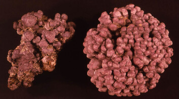 Kalkalger er som oftest rosa i levende tilstand. (Foto: Bill Woelkerling) Kalkalger er som oftest rosa i levende tilstand. (Foto: Bill Woelkerling)
