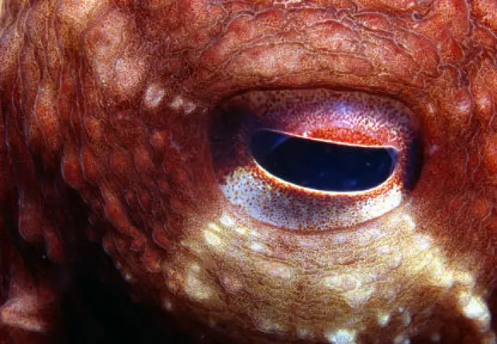 "Ifølge australske forskere kan du stirre en blekksprut dypt inn i øynene så lenge du klarer uten å finne noen personlighet der inne. (Illustrasjonsfoto: iStockphoto)"