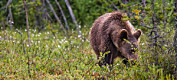 Det har vært en økning på ti bjørner i Norge siste året