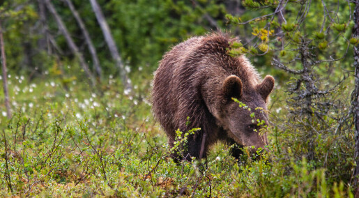 Det har vært en økning på ti bjørner i Norge siste året