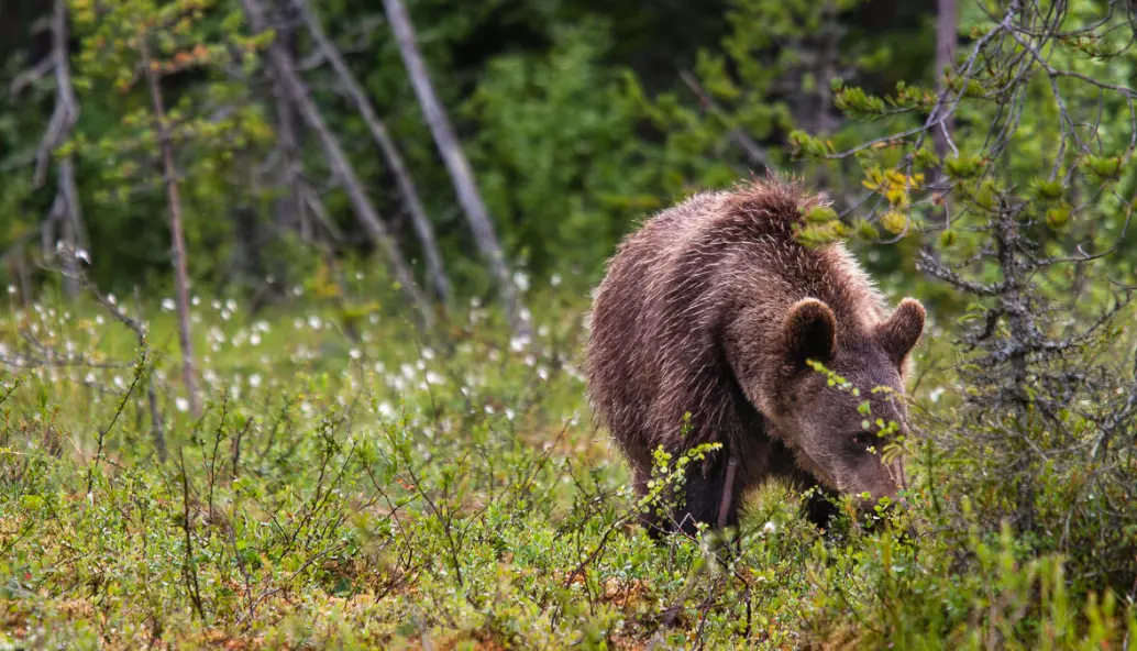 At det blir flere hunnbjørner i Norge, er godt nytt for bjørnebestanden.