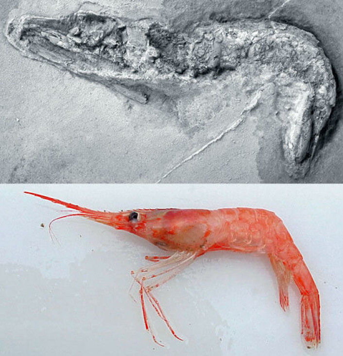 Verdens eldste reke (øverst) sammenlignet med nålevende reke. Fossilet er funnet i USA og datert til å være hele 360 millioner år gammelt. (Foto: Rodney Feldmann og NOAA) Verdens eldste reke (øverst) sammenlignet med nålevende reke. Fossilet er funnet i USA og datert til å være hele 360 millioner år gammelt. (Foto: Rodney Feldmann og NOAA)