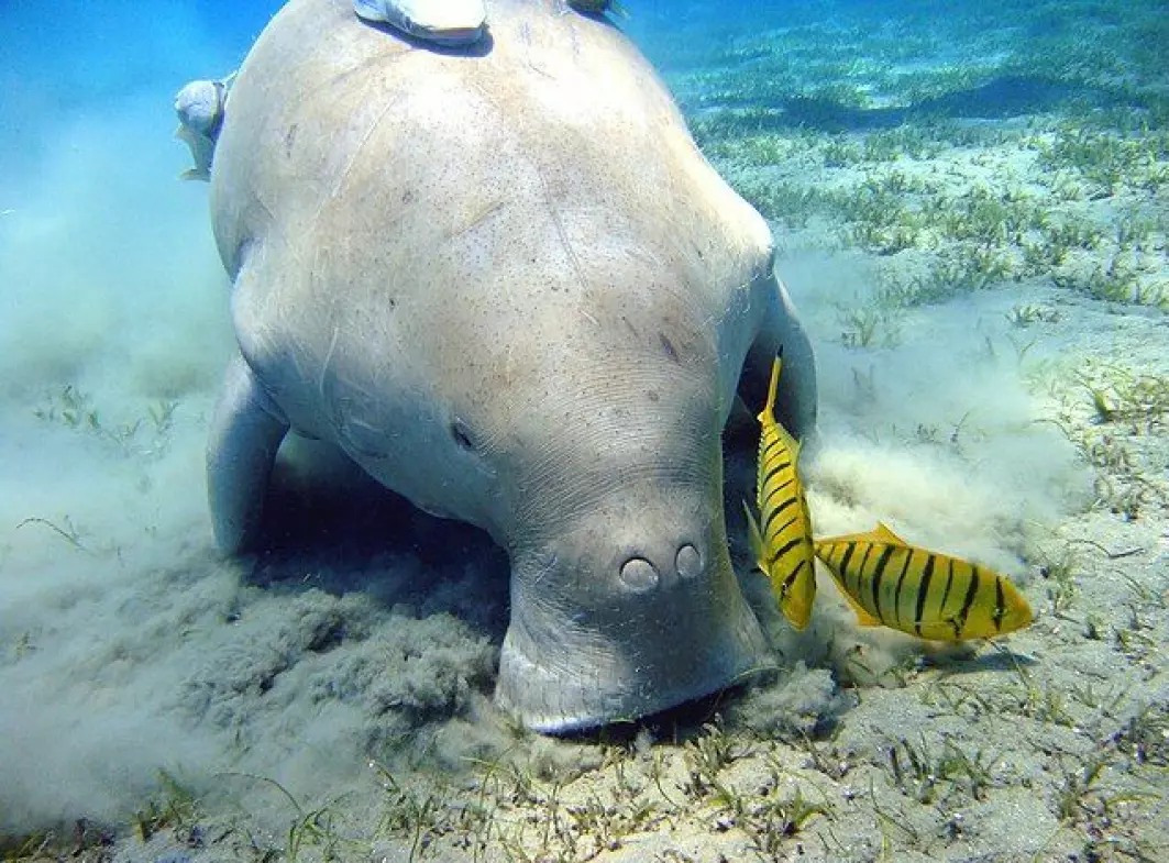 En dugong som koser seg med sjøgress på havbunnen i Egypt.