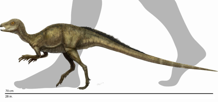 "(Illustrasjon: Dinosaur Institute, Natural History Museum of Los Angeles County)" "(Illustrasjon: Dinosaur Institute, Natural History Museum of Los Angeles County)"