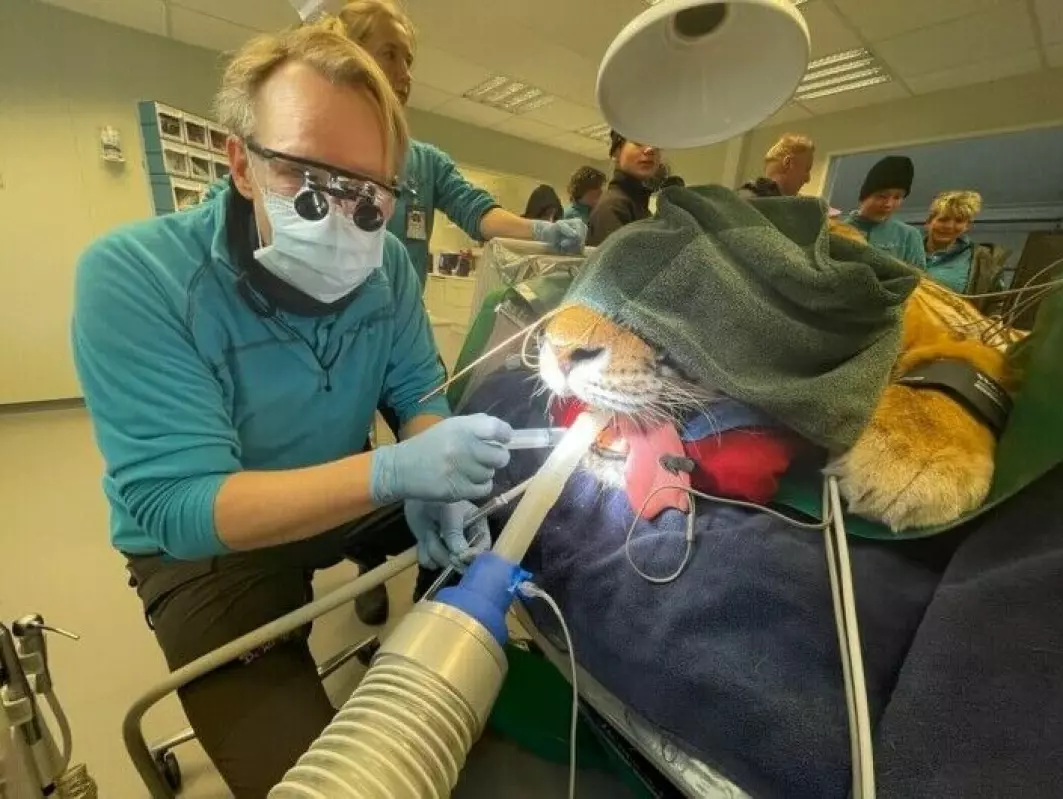 Carl Christian Glad er tannlege i Dyreparken i Kristiansand. Her jobber han med tennene til en tiger.