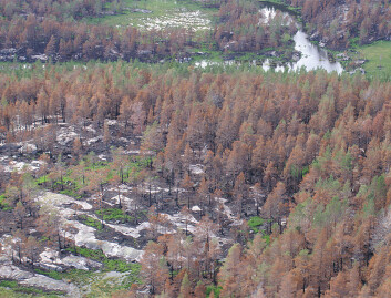 Hardt brent furuskog nordøst for Øyvatnet, like nord for Myklandsvatna-Ålekjerrheia. (Foto: Ken Olaf Storaunet) Hardt brent furuskog nordøst for Øyvatnet, like nord for Myklandsvatna-Ålekjerrheia. (Foto: Ken Olaf Storaunet)