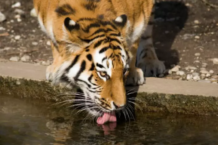 "Også den sibirske tigeren drikker ved å trekke opp væske med oversiden av tunga, for så å bite av vannsøylen. (Illustrasjonsfoto: iStockphoto)"