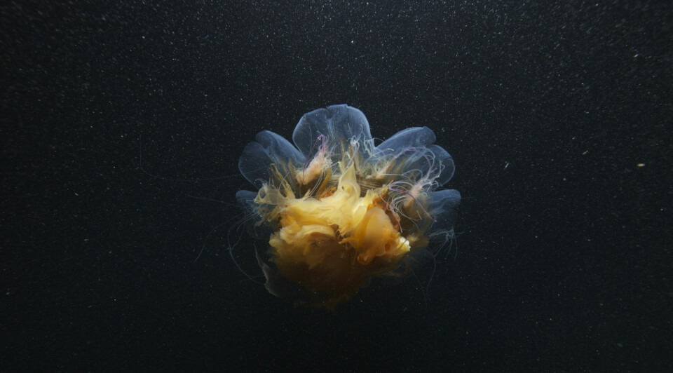 All kinds of creatures are active in the polar night. The photo shows a lion’s mane jellyfish.