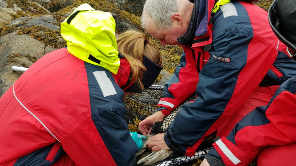 Bjørn Munro Jenssen and a student take blood samples from a grey seal to check for contaminants.