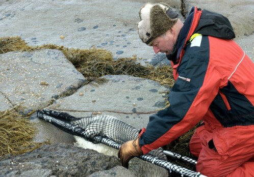 Hunting toxic chemicals in Arctic wildlife