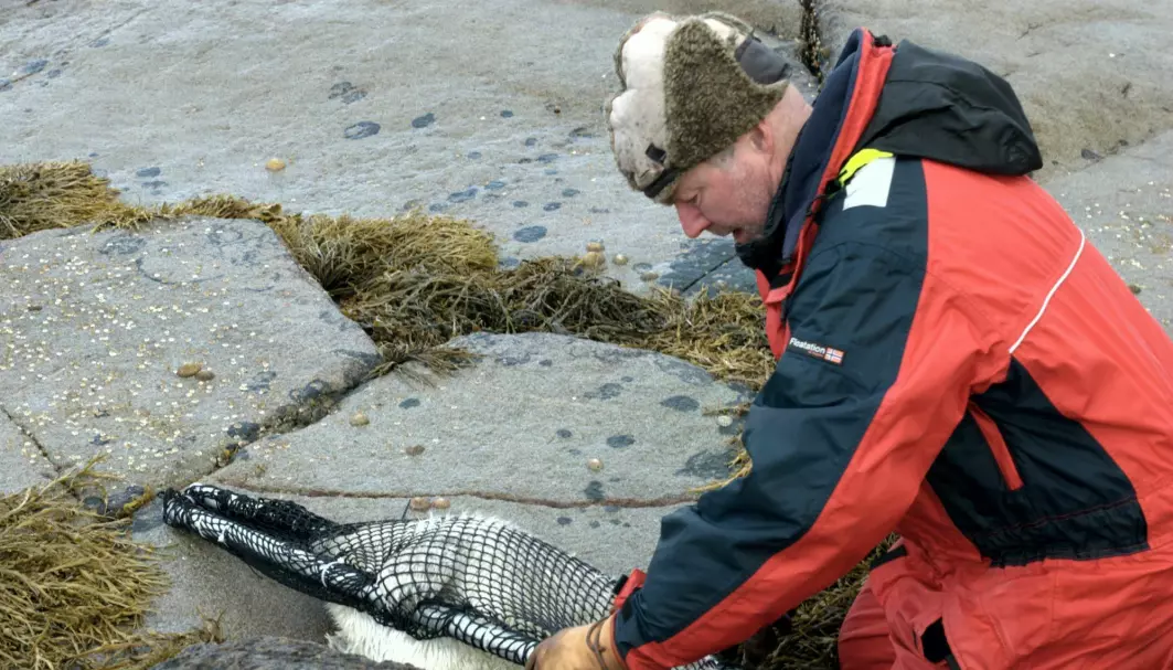 The Arctic is far from industrial sources in Europe, North America and Asia. But industrial chemicals have found their way to the north. In this photo, Bjørn Munro Jenssen nets a grey seal pup.
