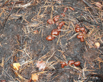 Rotmorkel, Rhizina undulata. Denne furuskogsarten opptrer svært sjelden utenfor brannfelter. Store forekomster høsten 2008. (Foto: Tor Erik Brandrud) Rotmorkel, Rhizina undulata. Denne furuskogsarten opptrer svært sjelden utenfor brannfelter. Store forekomster høsten 2008. (Foto: Tor Erik Brandrud)