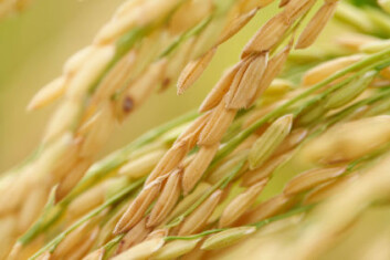 Domestisert ris.(Foto: iStockphoto) Domestisert ris.(Foto: iStockphoto)