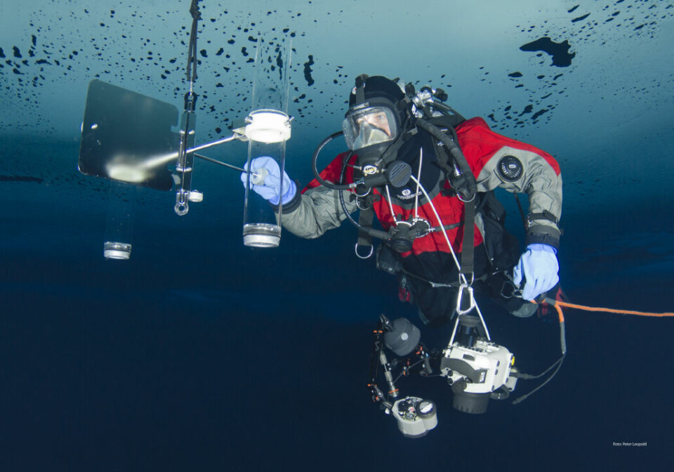 En dykker monterer sedimentfelle under isen der skipet Lance befant seg. Fellen brukes til å samle inn prøver av partikler som faller mot havbunnen.