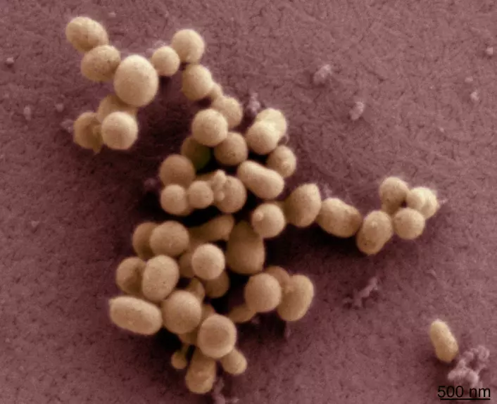 Dette er Craig Venters såkalte syntetiske bakterie, som forskerne har døpt M. mycoides JCVI-syn1.0. (Foto: Tom Deerinck og Mark Ellisman)