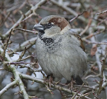 "Her trives spurven. Gråspurv, hann. (Foto: Frode Falkenberg)" "Her trives spurven. Gråspurv, hann. (Foto: Frode Falkenberg)"