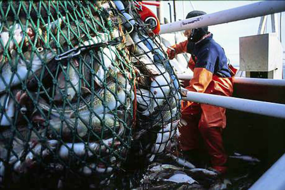 Forvaltningen av torsk og andre bestander i Barentshavet har vært en suksesshistorie de siste ti år. (Illustrasjonsfoto: Colourbox.no)