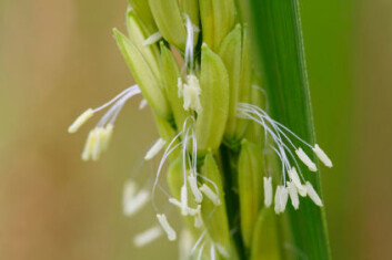 Risblomst. Risplanten har i motsetning til kornslag som hvete og bygg mange småaks. (Foto: iStockphoto) Risblomst. Risplanten har i motsetning til kornslag som hvete og bygg mange småaks. (Foto: iStockphoto)