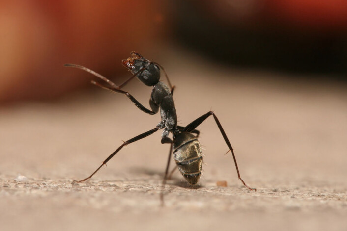 Heldig stokkmaur av typen Camponotus flavomarginatus, fra Dar es Salaam, Tanzania. Noen av slektningene, av arten Camponotus leonardi i Thailand, var ikke så heldige, men gikk bokstavelig talt i døden med soppen Ophiocordyceps unilateralis i kroppen. (Foto: Muhammad Mahdi Karim, Wikimedia Commons) Heldig stokkmaur av typen Camponotus flavomarginatus, fra Dar es Salaam, Tanzania. Noen av slektningene, av arten Camponotus leonardi i Thailand, var ikke så heldige, men gikk bokstavelig talt i døden med soppen Ophiocordyceps unilateralis i kroppen. (Foto: Muhammad Mahdi Karim, Wikimedia Commons)