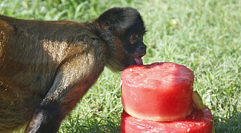 Derfor spiser aper frukt med alkohol