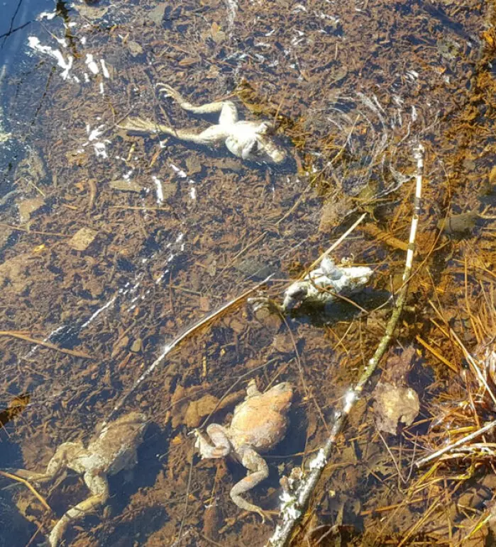 Resultatet for frosker som overvintrer i dammer når våren blir lang og kald og oksygenet i dammen brukes opp