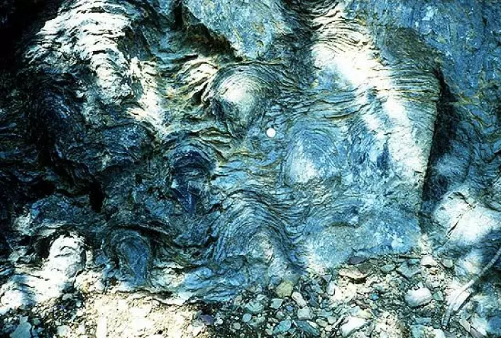 Virveldyr oppstod i prekambrium, men det prekambriske eonet er mest kjent for sine fossile stromatolitter. (Foto: P. Carrara)