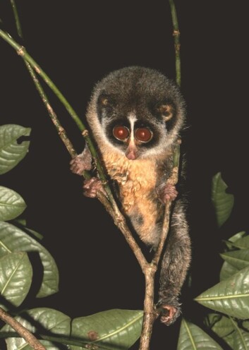 "Sjarmerende, til tross for manglende erfaring med rampelyset. (Foto: Zoological Society London)" "Sjarmerende, til tross for manglende erfaring med rampelyset. (Foto: Zoological Society London)"