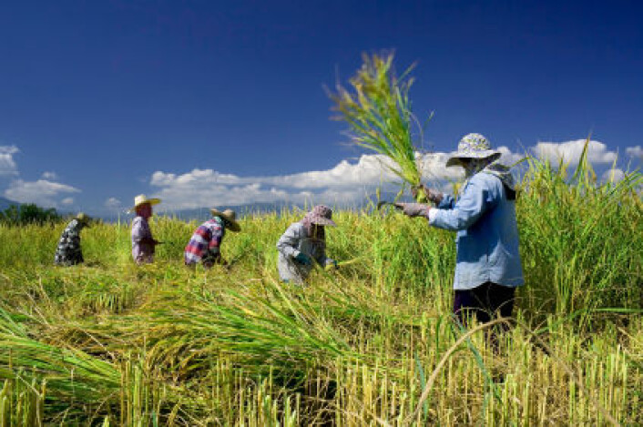 Tradisjonell innhøsting av ris i Thailand. Ris er verdens nest viktigste kornsort etter hvete. (Foto: iStockphoto) Tradisjonell innhøsting av ris i Thailand. Ris er verdens nest viktigste kornsort etter hvete. (Foto: iStockphoto)