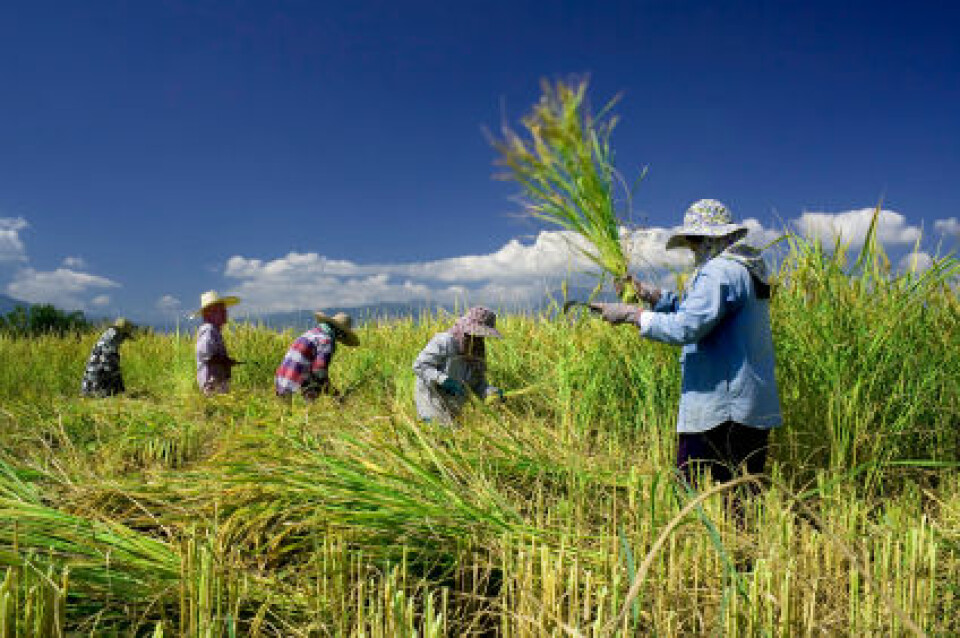 Tradisjonell innhøsting av ris i Thailand. Ris er verdens nest viktigste kornsort etter hvete. (Foto: iStockphoto)