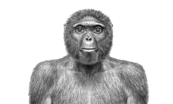 Vår nye, felles stammor Ardi er en gjenganger i omtalene av årets viktigste internasjonale forskningsnyhet i 2009. Illustrasjonen viser en kunstners forestilling av hvordan hun kan ha sett ut. (Illustrasjon: J. H. Matternes/Science) Vår nye, felles stammor Ardi er en gjenganger i omtalene av årets viktigste internasjonale forskningsnyhet i 2009. Illustrasjonen viser en kunstners forestilling av hvordan hun kan ha sett ut. (Illustrasjon: J. H. Matternes/Science)