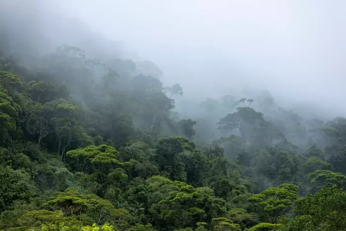 Når det gjelder skog er det viktigste tiltaket fortsatt å stoppe avskoging i tropiske strøk, ifølge panelet.