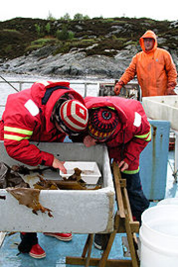mai 2008 under kurset "Marine dager" ved Universitetet i Bergen, ombord av UiBs/Havforskningsinstituttets forskningsskip Hans Brattström. mai 2008 under kurset "Marine dager" ved Universitetet i Bergen, ombord av UiBs/Havforskningsinstituttets forskningsskip Hans Brattström.