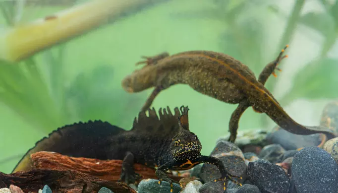Så fort salamanderne kommer til yngledammen starter jakten på en partner.