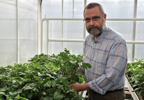 40 years of service to plant virology