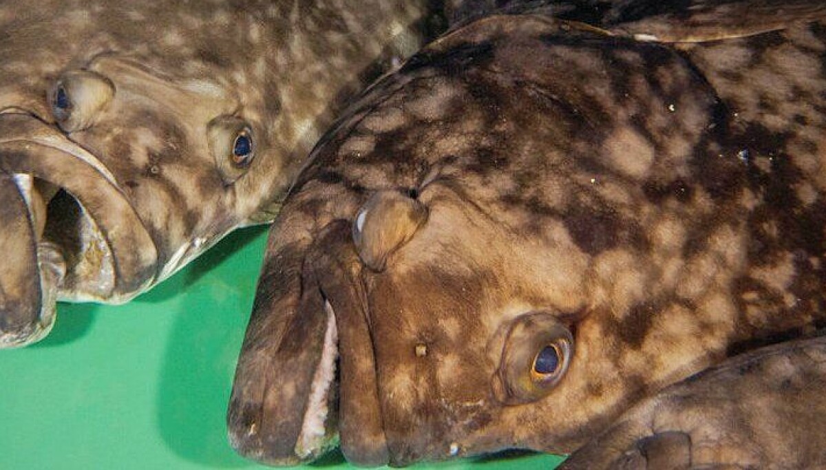 Researchers identify the halibut’s sex gene