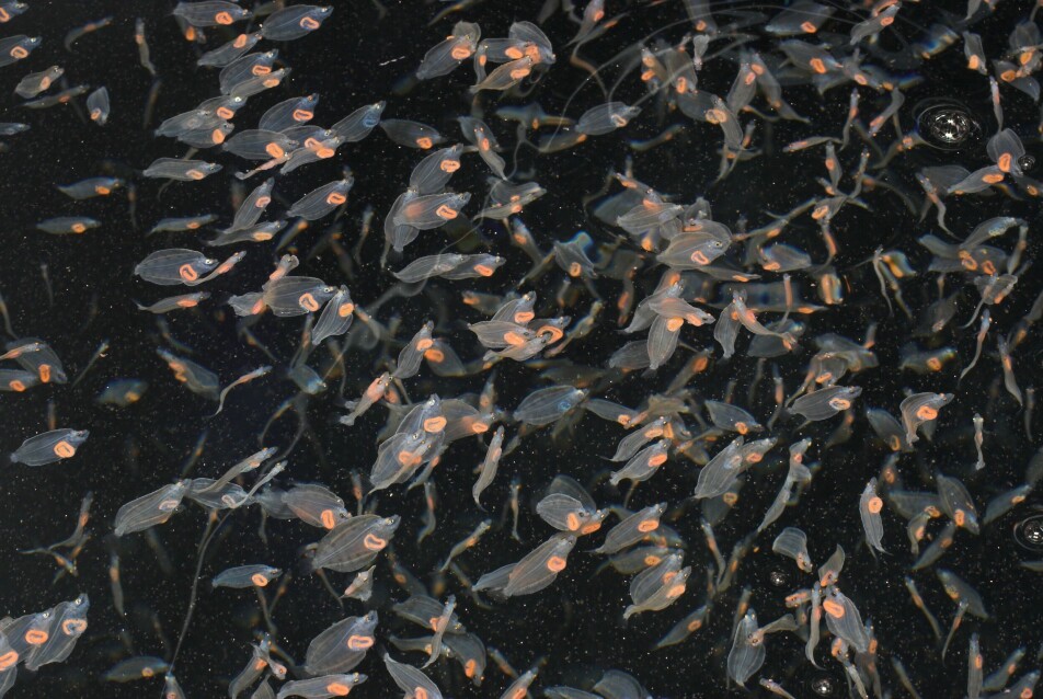 Halibut has in recent years become a popular species for farming. There is therefore great need for genetic knowledge about the species. This photo shows halibut larvae.