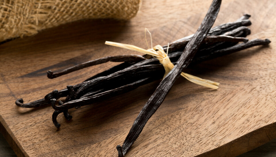 Vaniljesmak og lukt kommer fra stoffet vanillin. Det finnes i vaniljestenger, som på bildet. Smaksstoffet produseres faktisk også fra olje og trær.