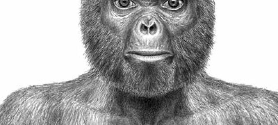 Vår nye, felles stammor Ardi er den eldste menneskelignende skapning vi kjenner til som gikk på to bein. Hun levde i et åpent skoglandskap, ikke på savannen. (Illustrasjon: J. H. Matternes/Science)