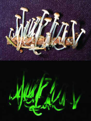 Mycena luxaeterna, en av flere nylig oppdagede selvlysende sopper. Arten ble funnet ved atlanterhavskysten i Brasil. (Foto: Cassius V. Stevani, Chemistry Institute, University of São Paulo) Mycena luxaeterna, en av flere nylig oppdagede selvlysende sopper. Arten ble funnet ved atlanterhavskysten i Brasil. (Foto: Cassius V. Stevani, Chemistry Institute, University of São Paulo)