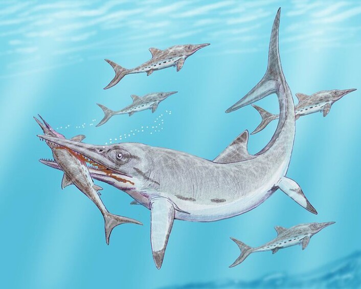 Ichthyosauren Temnodontosaurus burgundiae, og den noe mindre Stenopterygius hauffianus (Illustrasjon: Dmitry Bogdanov) Ichthyosauren Temnodontosaurus burgundiae, og den noe mindre Stenopterygius hauffianus (Illustrasjon: Dmitry Bogdanov)