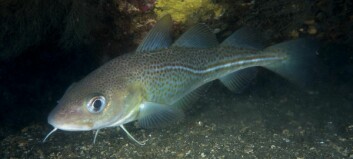 Supergenes protect cod against environmental changes