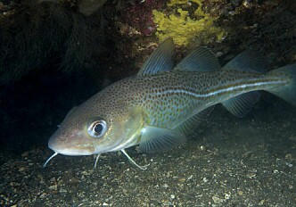 Supergenes protect cod against environmental changes