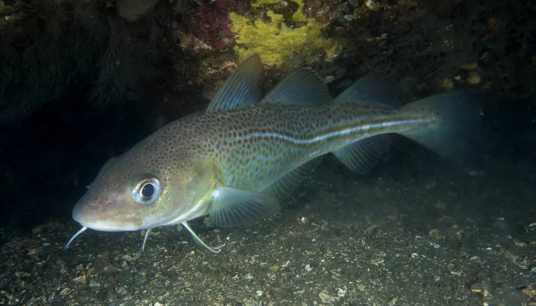Researchers have found that cod possess a set of 'supergenes'.