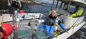 Could fish larvae be disturbed by offshore wind farms?