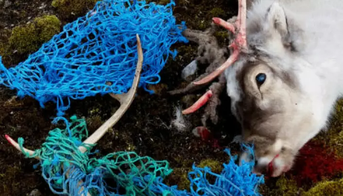 Det globale plast­berget har nådd Arktis
