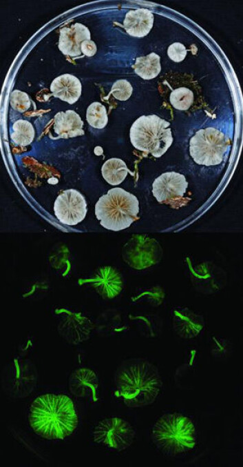 Denne arten, Mycena silvaelucens, er funnet i Malaysia, på øya Borneo. (Foto: Brian Perry, University of Hawai) Denne arten, Mycena silvaelucens, er funnet i Malaysia, på øya Borneo. (Foto: Brian Perry, University of Hawai)