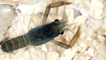Hummarhybrid på 1,5 cm. Han liknar ein minihummar, og har søkt mot botnen der han lever resten av livet. (Foto: Eva Farestveit) Hummarhybrid på 1,5 cm. Han liknar ein minihummar, og har søkt mot botnen der han lever resten av livet. (Foto: Eva Farestveit)